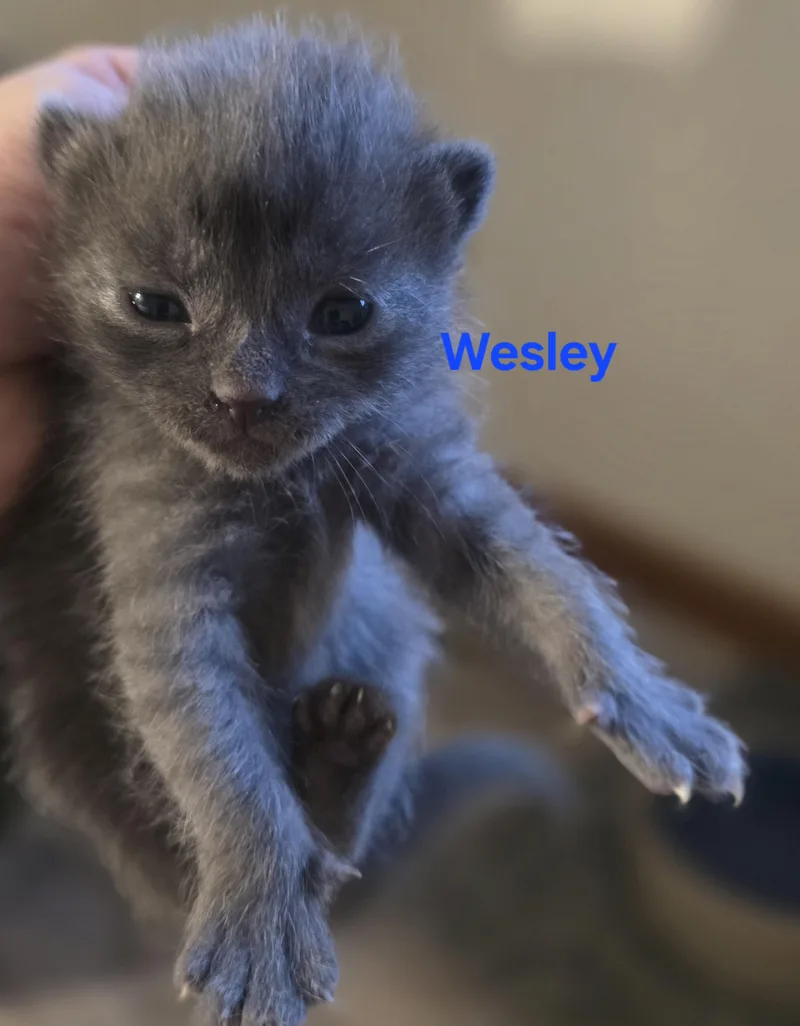 Wesley