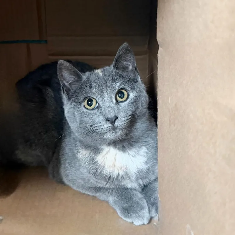 Scrunchie thumbnail 2