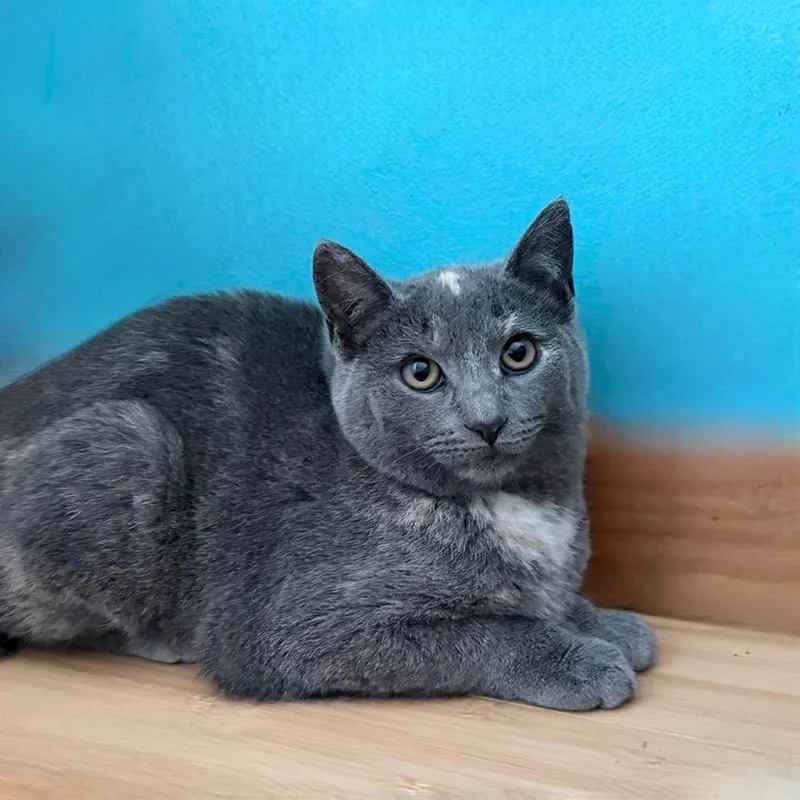 Scrunchie thumbnail 3