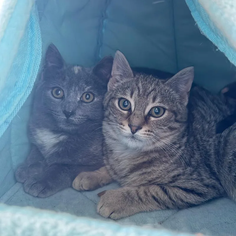 Scrunchie thumbnail 4