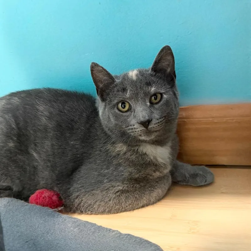 Scrunchie thumbnail 5