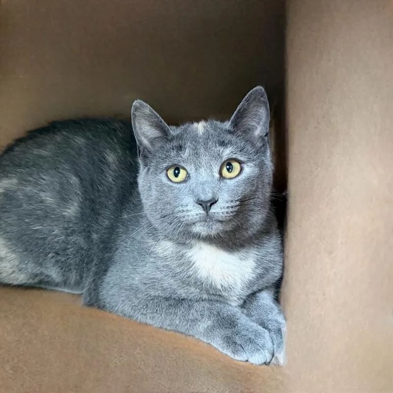 Scrunchie thumbnail 6