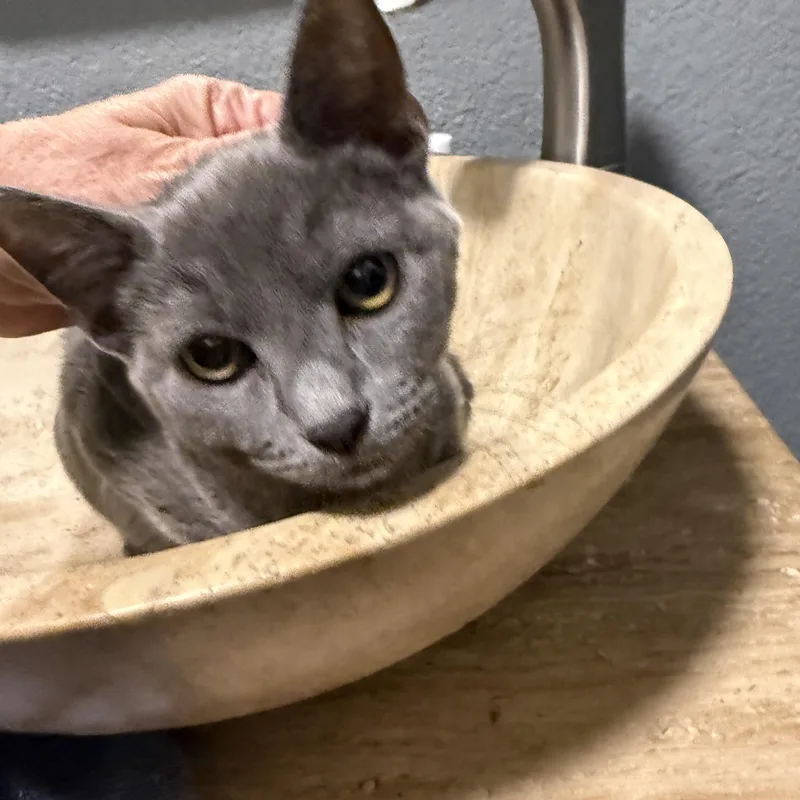 A baby medium-sized female Gray / Blue / Silver Domestic Short Hair cat named Homily INDOOR ONLY for adoption in Stockton, CA