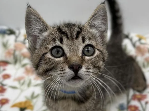 A baby small-sized male Domestic Short Hair cat named Malcolm for adoption in Portland, OR