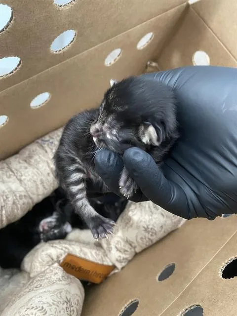 A baby medium-sized male Domestic Short Hair cat named Toulouse for adoption in Dallas, TX