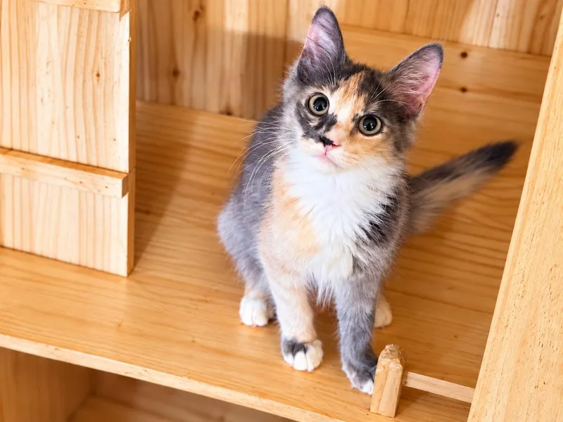A baby small-sized female Calico cat named Chessie for adoption in Capshaw, AL