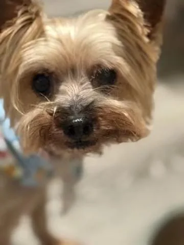 A senior small-sized male Yorkshire Terrier dog named Mr. Bojangles for adoption in Matthews, NC