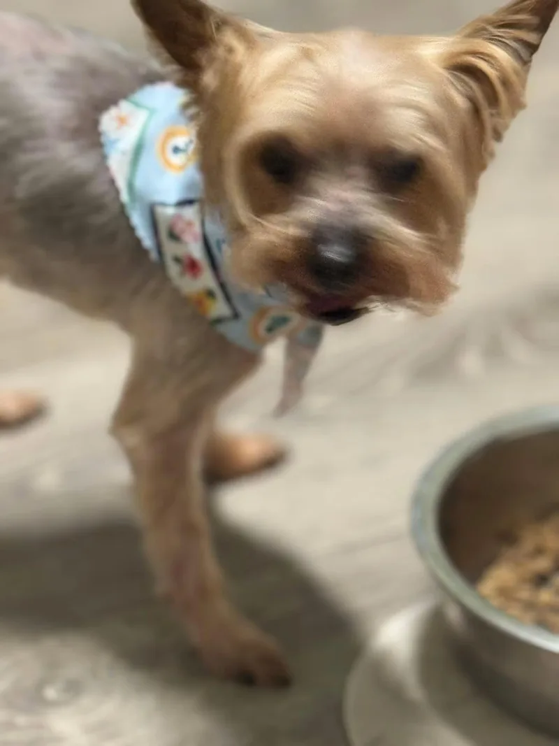 Mr. Bojangles thumbnail 2