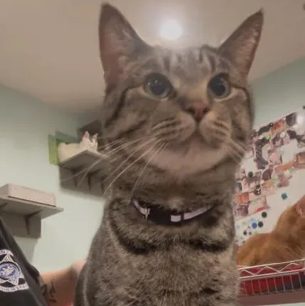 An adult medium-sized male Brown / Chocolate Domestic Short Hair cat named Baby Cakes for adoption in New Cumberland, WV