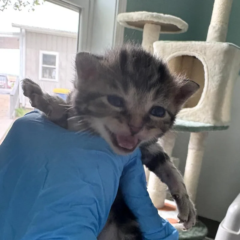 Mittens