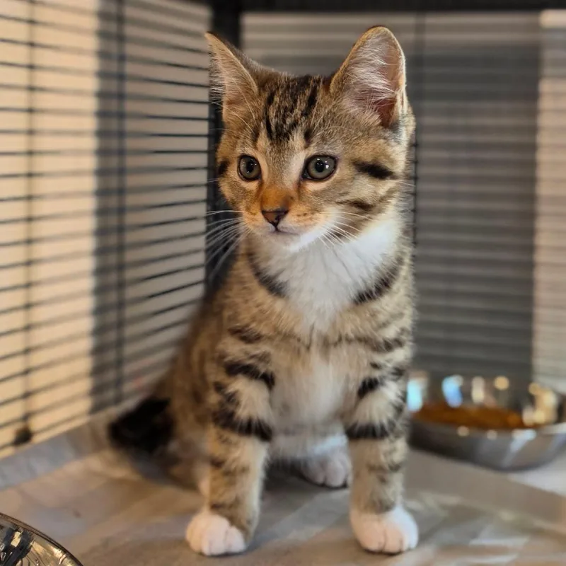 Mittens thumbnail 2