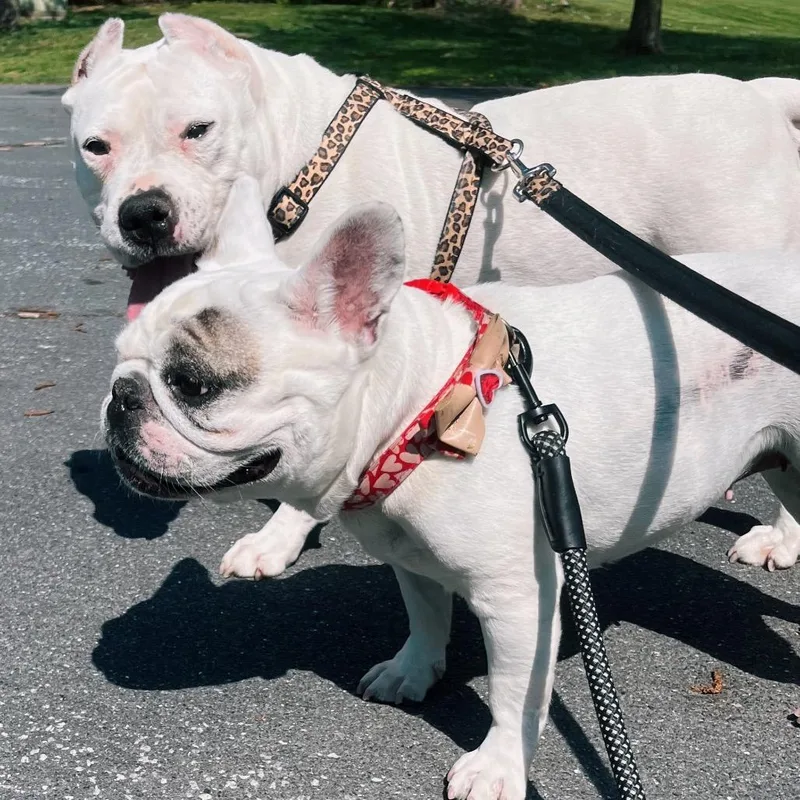 An adult medium-sized female White / Cream Mixed Breed dog named Maisie for adoption in Philadelphia, PA