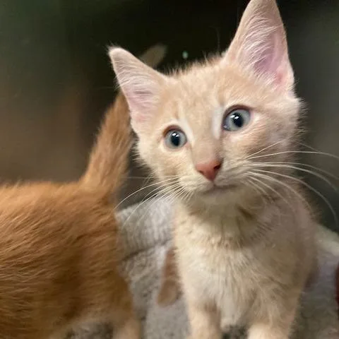 A baby small-sized male Buff / Tan / Fawn Domestic Short Hair cat named Romeo for adoption in Dayton, OH