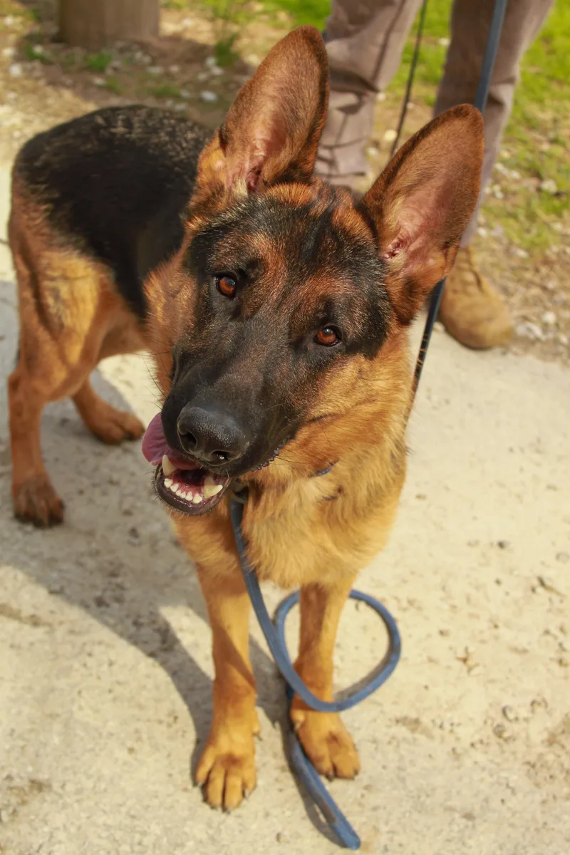 Maverick thumbnail 2