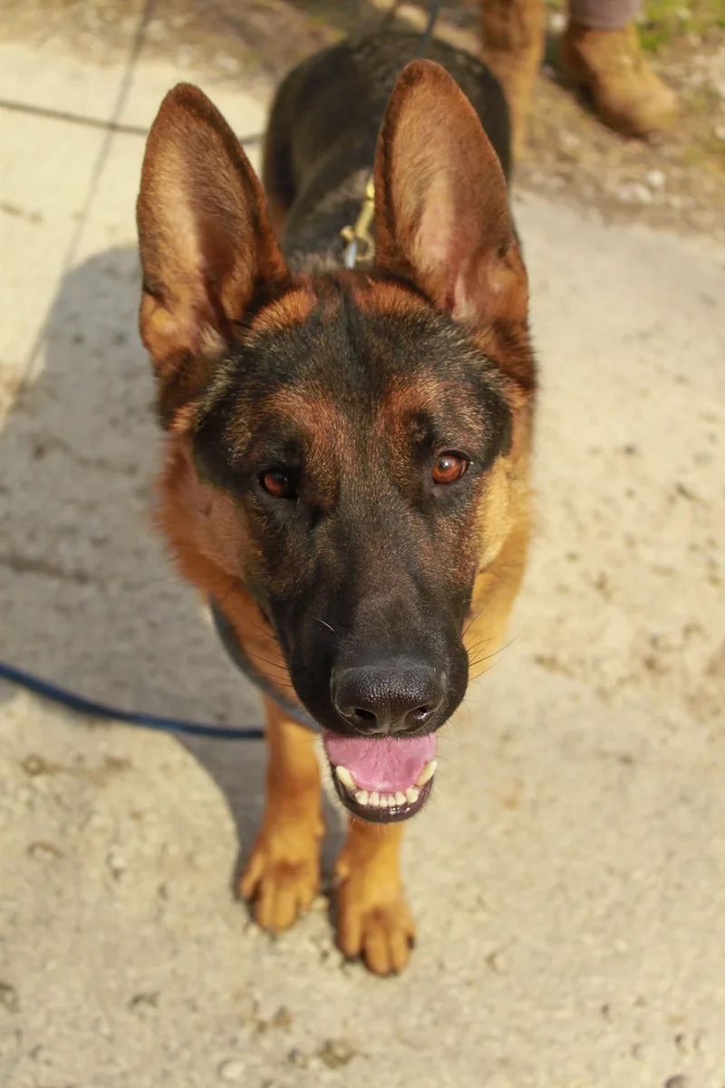 Maverick thumbnail 3