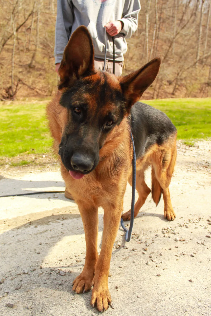 Maverick thumbnail 4