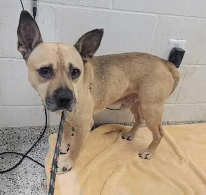 An adult medium-sized male Yellow / Tan / Blond / Fawn Mixed Breed dog named Wilfred for adoption in Kansas City, MO
