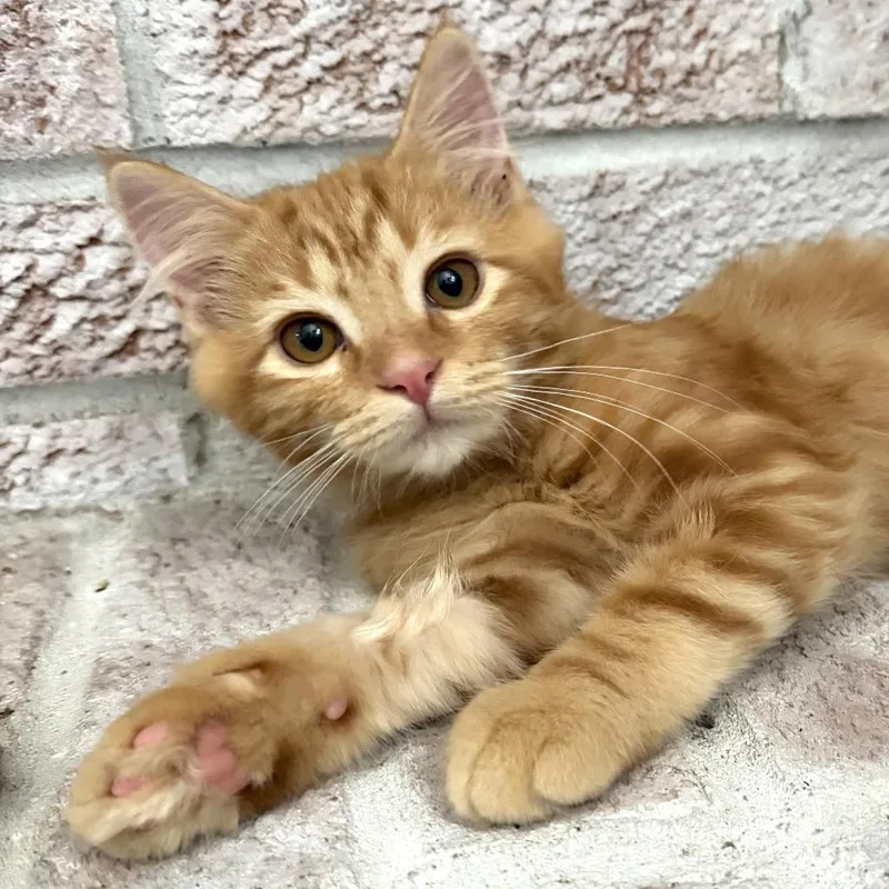 A baby small-sized female Orange / Red Domestic Medium Hair cat named Knit for adoption in Cincinnati, OH