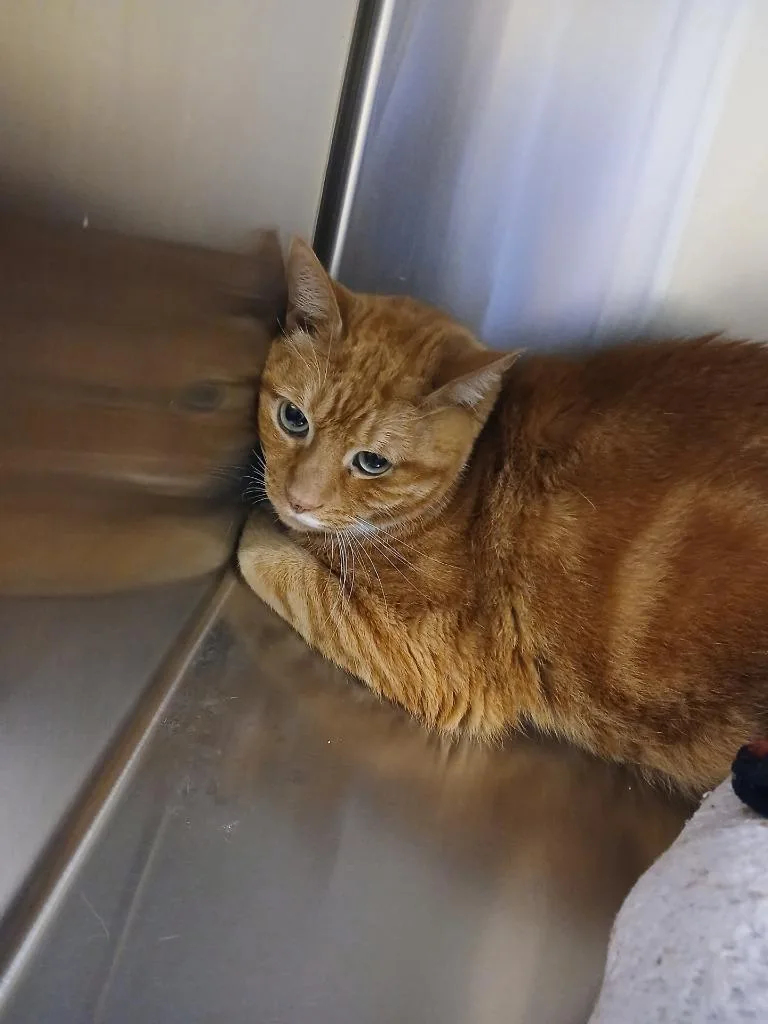 An adult large-sized male Domestic Short Hair cat named Niko for adoption in Coupeville, WA