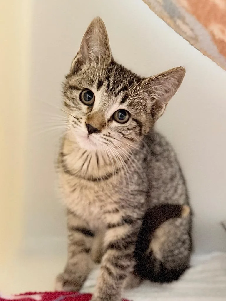 A baby medium-sized female Domestic Short Hair cat named Zendaya for adoption in Menomonie, WI