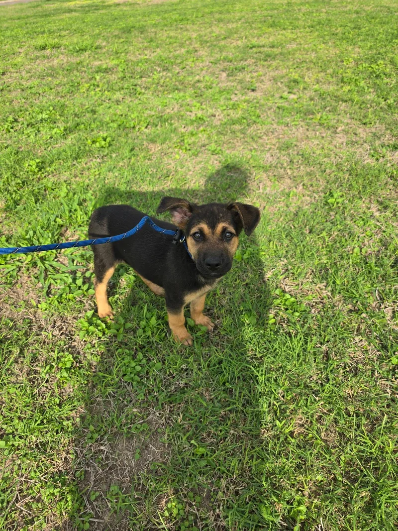 A baby medium-sized female Tricolor (Brown, Black, & White) German Shepherd Dog dog named Pumpkin for adoption in Greeneville , TN