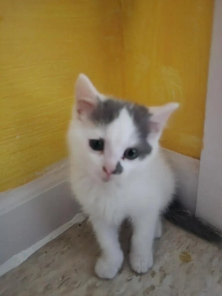 A baby medium-sized female Domestic Short Hair cat named Dot [Polka Dot for adoption in Brainardsville, NY