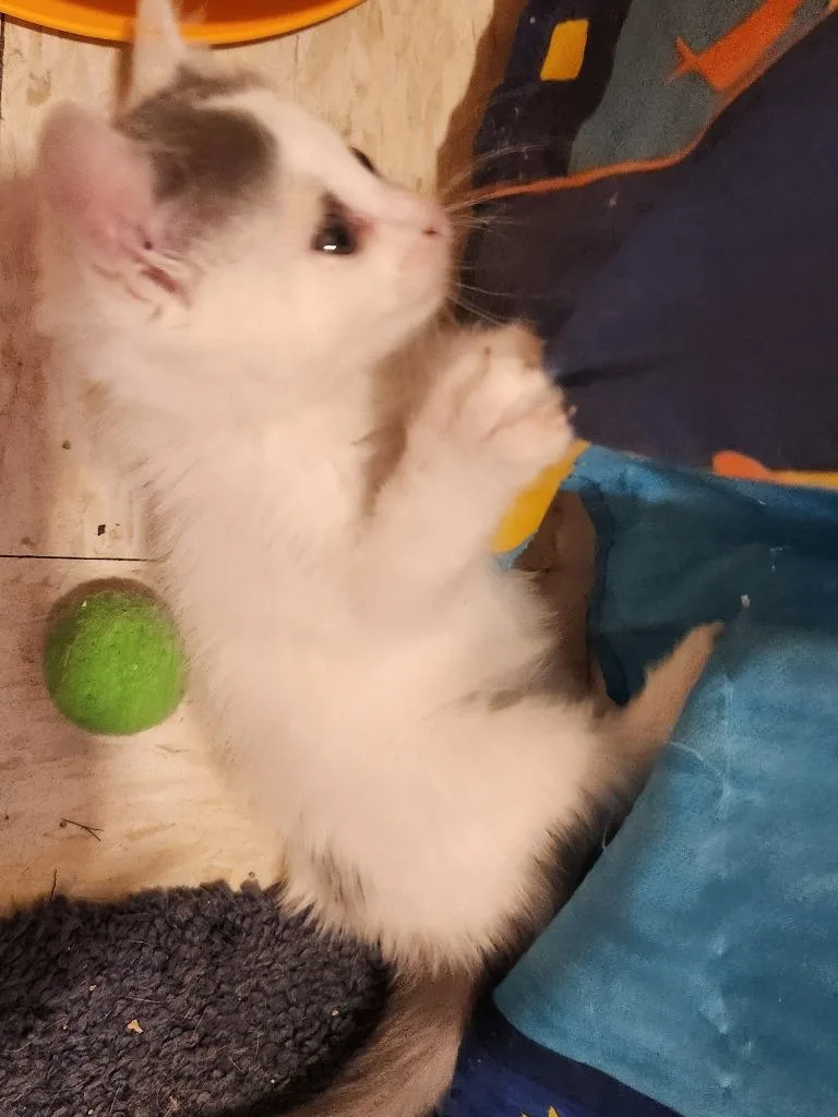 Dot [Polka Dot thumbnail 3