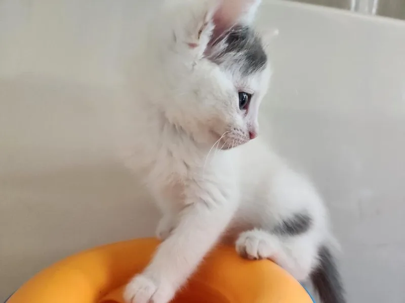 Dot [Polka Dot thumbnail 5