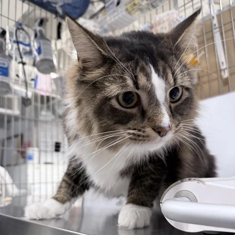 An adult extra large-sized male Brown / Chocolate Domestic Long Hair cat named Inglebert for adoption in New York, NY