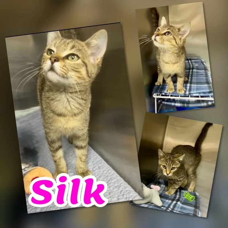 Silk