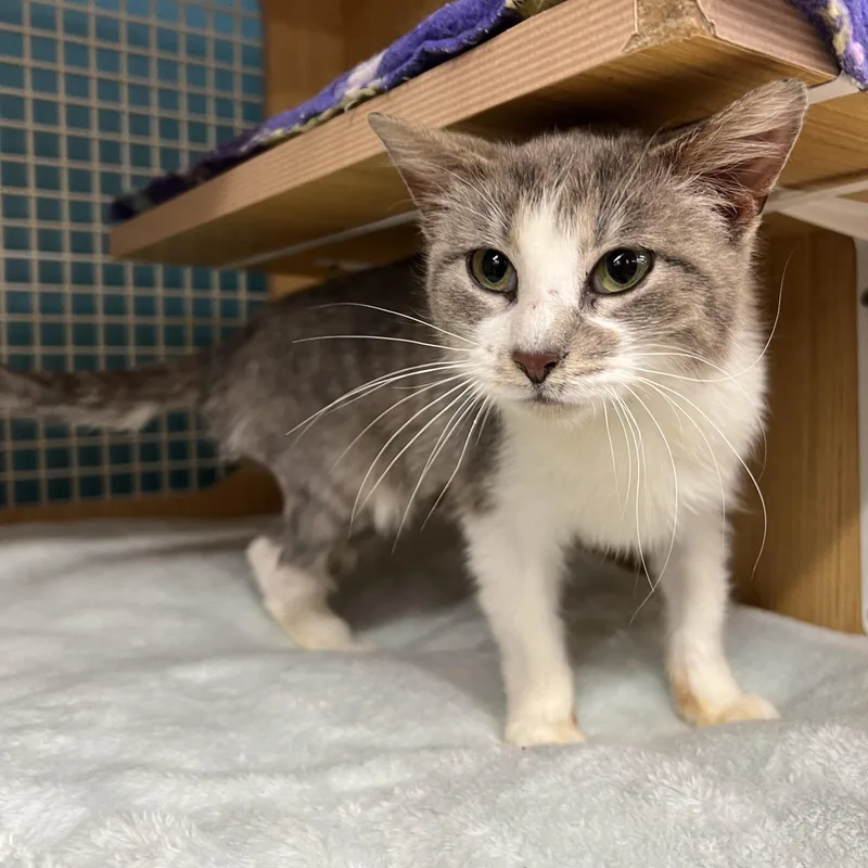 A baby small-sized female Gray & White Domestic Short Hair cat named Alanna for adoption in Manhattan, KS