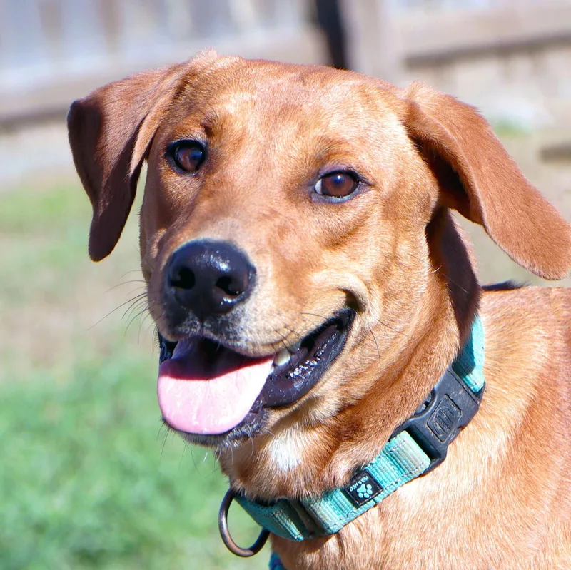 A young medium-sized female Labrador Retriever dog named Beverly for adoption in Kansas City, MO