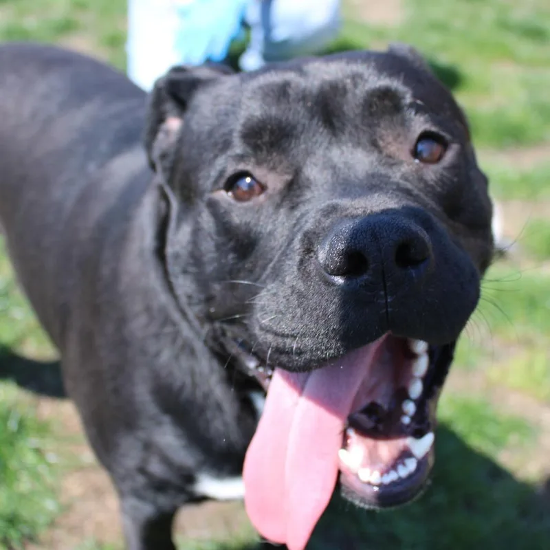 A young large-sized male Black Pit Bull Terrier dog named Meko for adoption in Champaign, IL