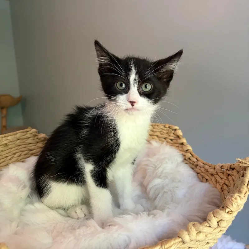 A baby small-sized male Black Domestic Short Hair cat named Fat Louie for adoption in Normal, IL