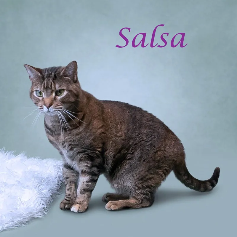 An adult medium-sized female Torbie Domestic Short Hair cat named Salsa C for adoption in Lebanon, TN
