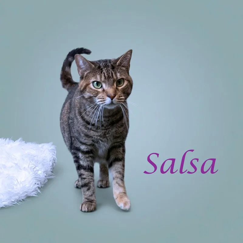 Salsa C thumbnail 2