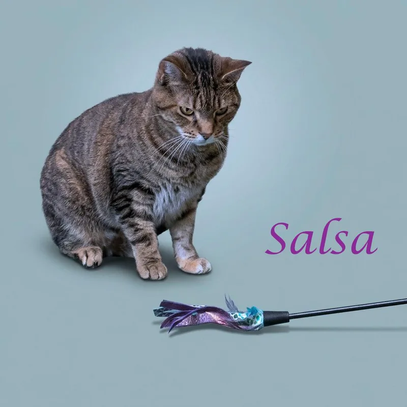 Salsa C thumbnail 3