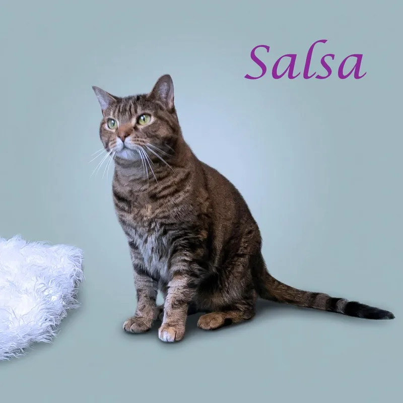 Salsa C thumbnail 4