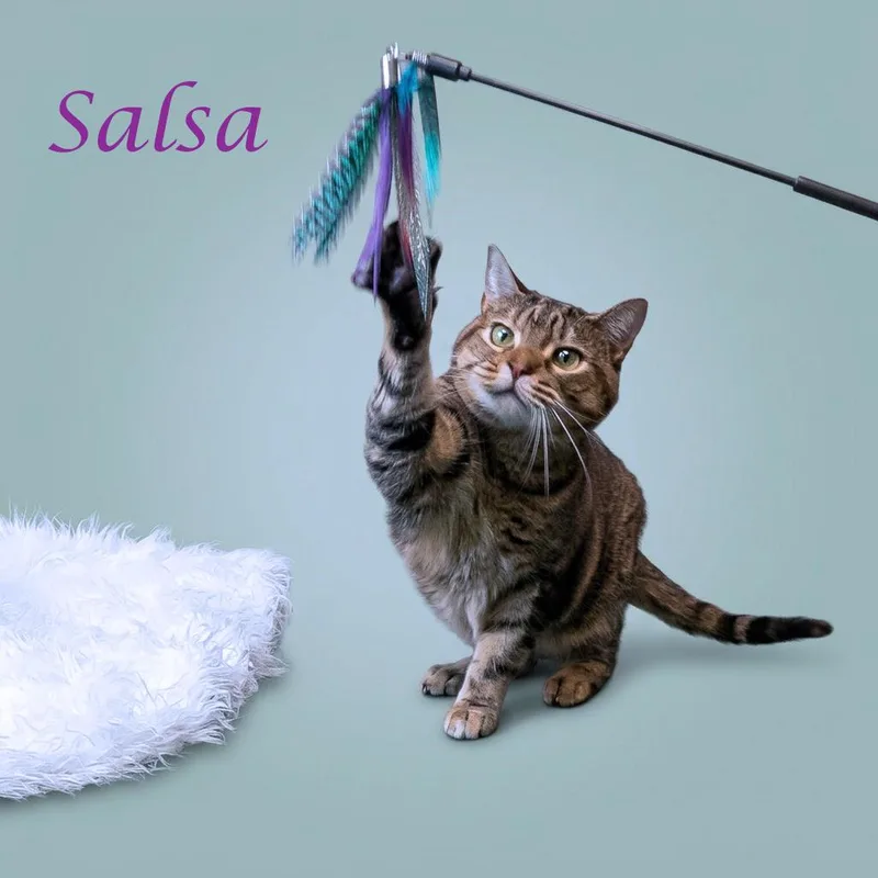 Salsa C thumbnail 6