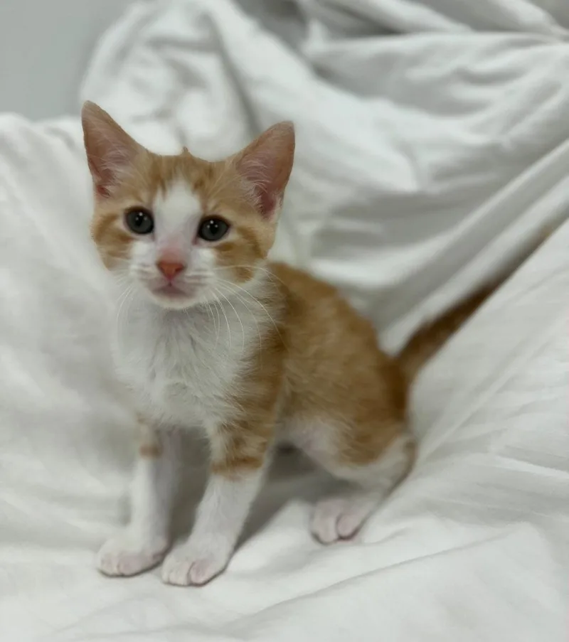A baby medium-sized male Orange & White Domestic Short Hair cat named Oliver for adoption in Royal Palm Beach, FL