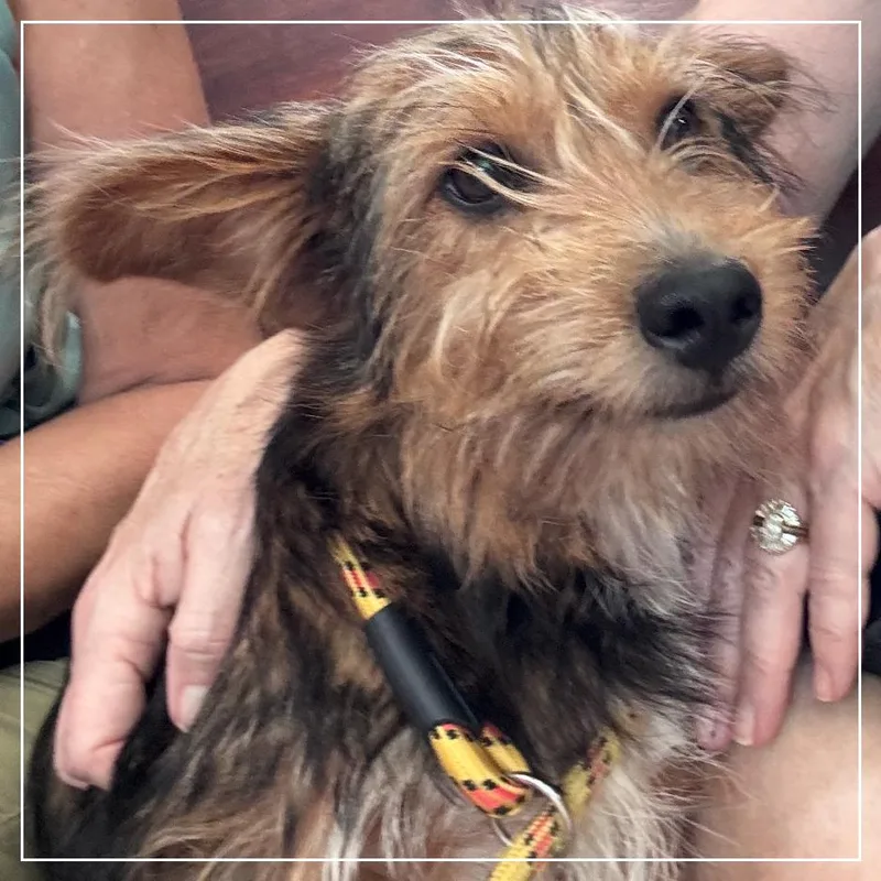 A young small-sized male Yellow / Tan / Blond / Fawn Terrier dog named Harry for adoption in Little Rock, AR