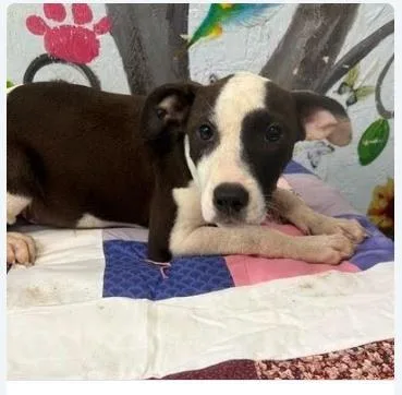 A baby medium-sized female Mixed Breed dog named Indy for adoption in West Chester, PA