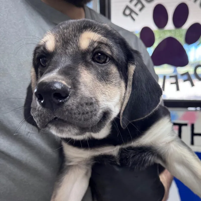 A baby small-sized male Black Mixed Breed dog named Phathead for adoption in Lufkin, TX