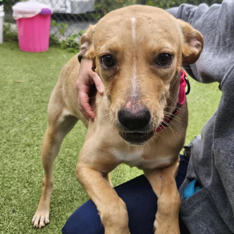 A baby large-sized female Labrador Retriever dog named Apple for adoption in Fall River, MA
