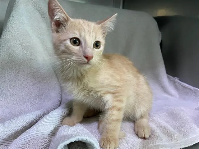 A baby small-sized male Domestic Short Hair cat named Pomelo for adoption in Baldwin Park, CA