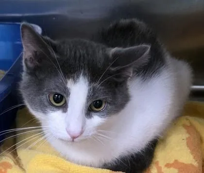 A baby medium-sized female Gray & White Domestic Short Hair cat named Fozzie Bear for adoption in Dubuque, IA