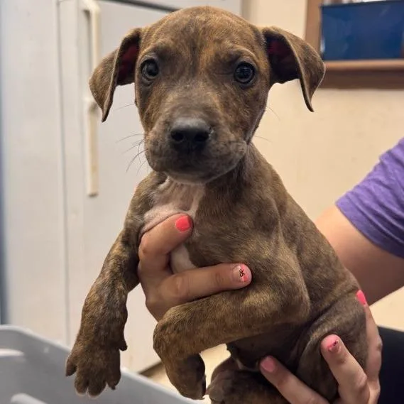 A baby small-sized male Brindle Mixed Breed dog named Immunity Idol for adoption in New York, NY