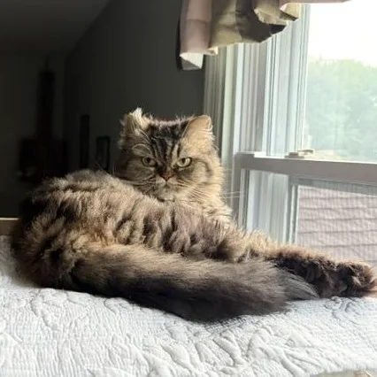 An adult small-sized female Tabby (Gray / Blue / Silver) Persian cat named Diamond for adoption in Churchville, PA