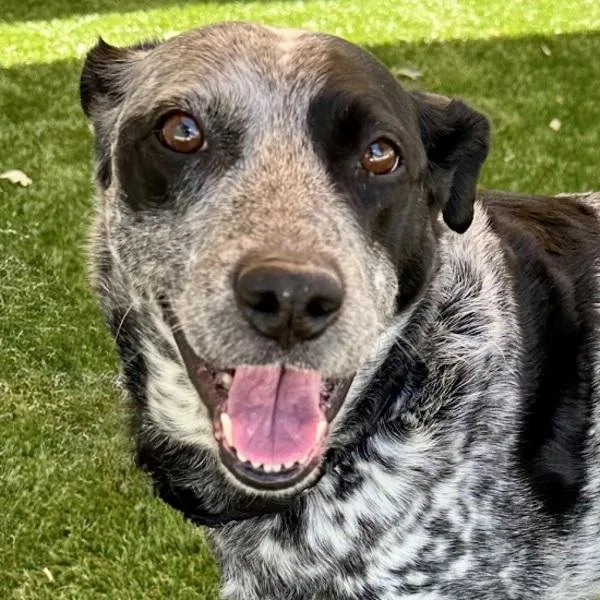 An adult medium-sized female Australian Cattle Dog / Blue Heeler dog named Scooby for adoption in Walnut Creek, CA