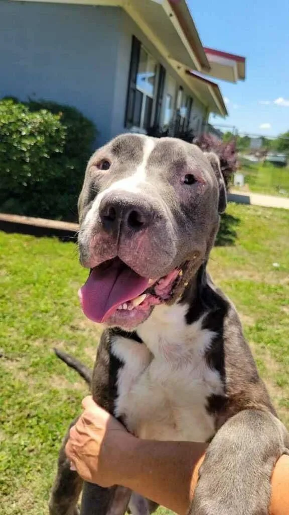 An adult large-sized male Mixed Breed dog named Frito for adoption in Metter, GA